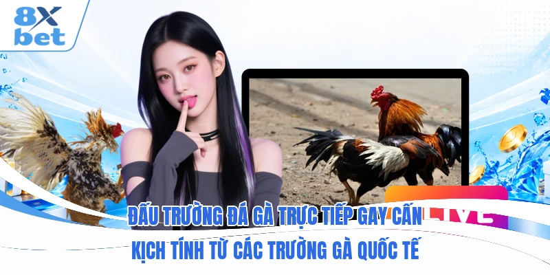 Đấu trường đá gà trực tiếp gay cấn kịch tính từ các trường gà quốc tế